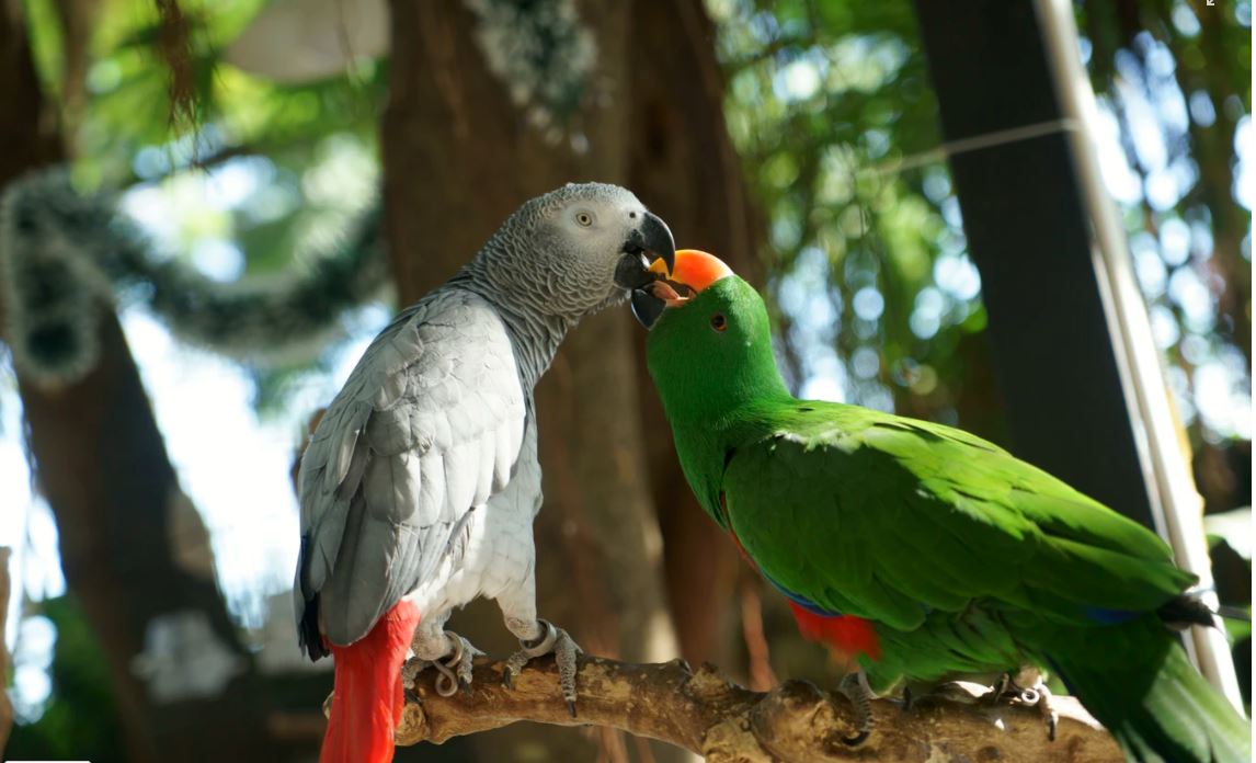 What Cleaning Products Are Safe Around Parrots