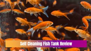 Self Cleaning Fish Tank Review