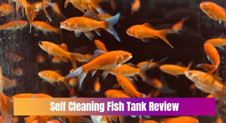 Self Cleaning Fish Tank Review